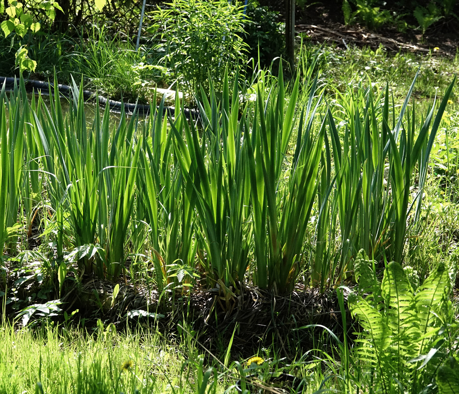 Изображение особи Iris pseudacorus.