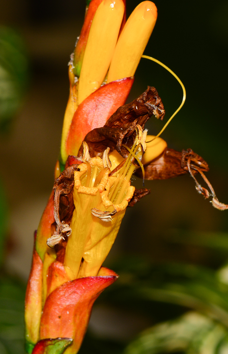 Изображение особи Sanchezia speciosa.