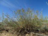 Tanacetum santolina