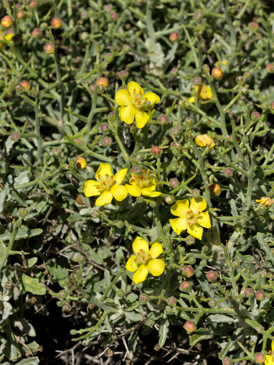 Изображение особи Verbascum spinosum.