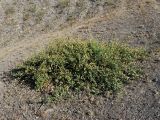 Capparis herbacea