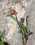 Ranunculus asiaticus. Верхушка побега с бутоном. Израиль, к востоку от большого Тель-Авива, Национальный парк Мигдаль Цедек, фригана на каменистом склоне. 05.03.2018.