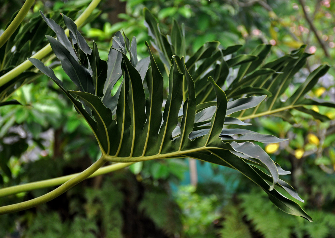 Изображение особи Philodendron bipinnatifidum.