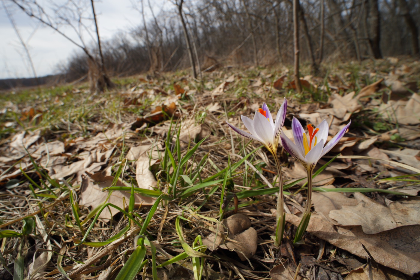 Изображение особи Crocus reticulatus.