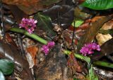 Amischotolype mollissima. Часть побега с соцветиями. Таиланд, национальный парк Си Пханг-нга, влажный тропический лес. 20.06.2013.