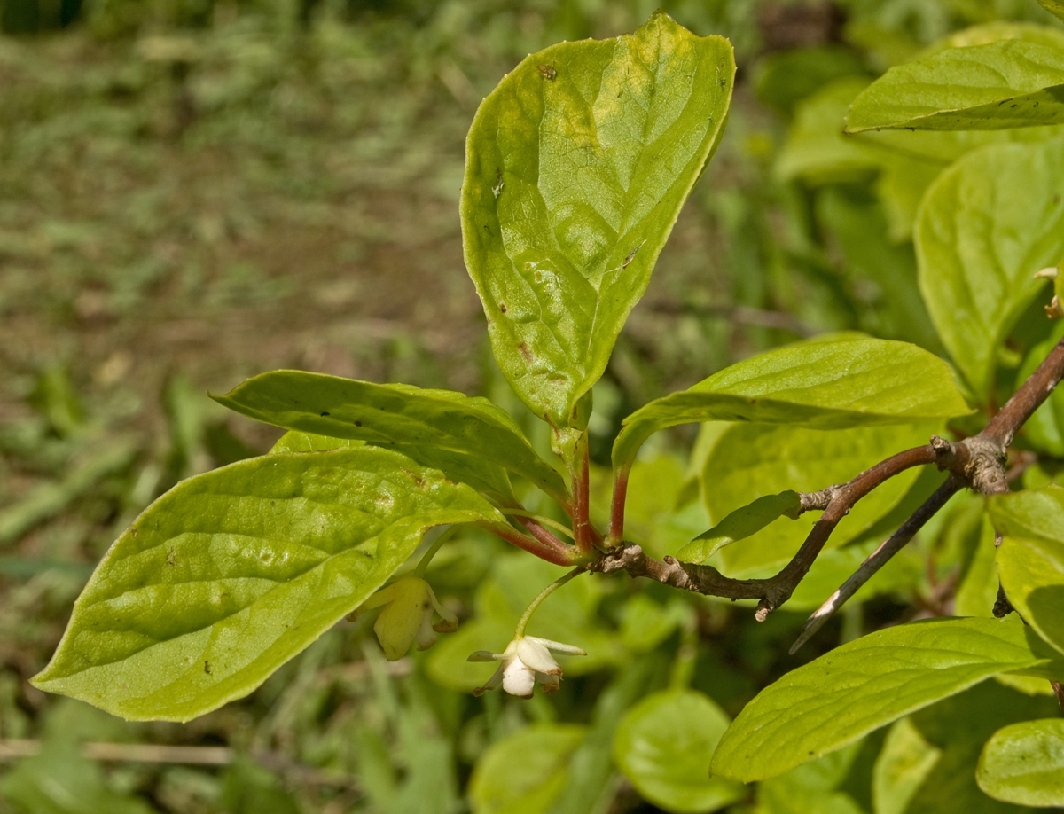 Изображение особи Schisandra chinensis.