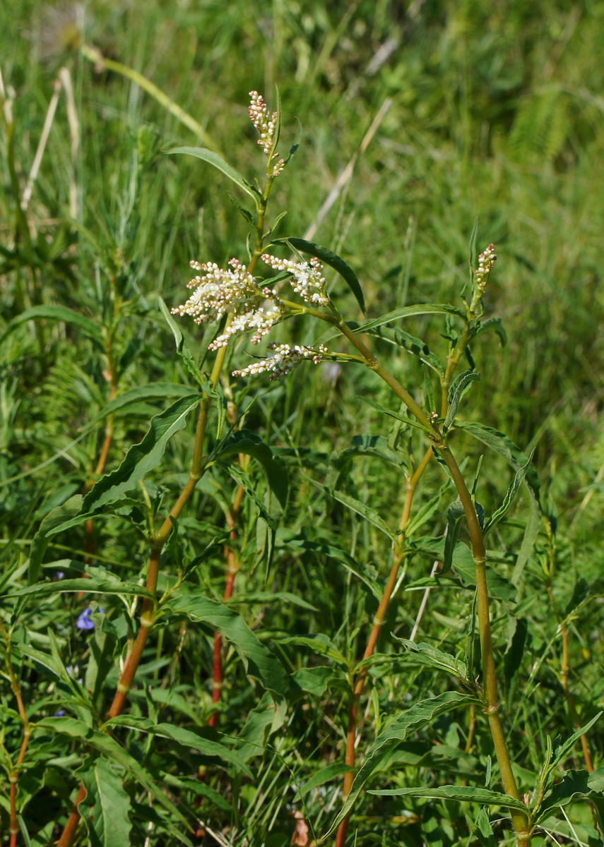 Изображение особи Aconogonon alpinum.