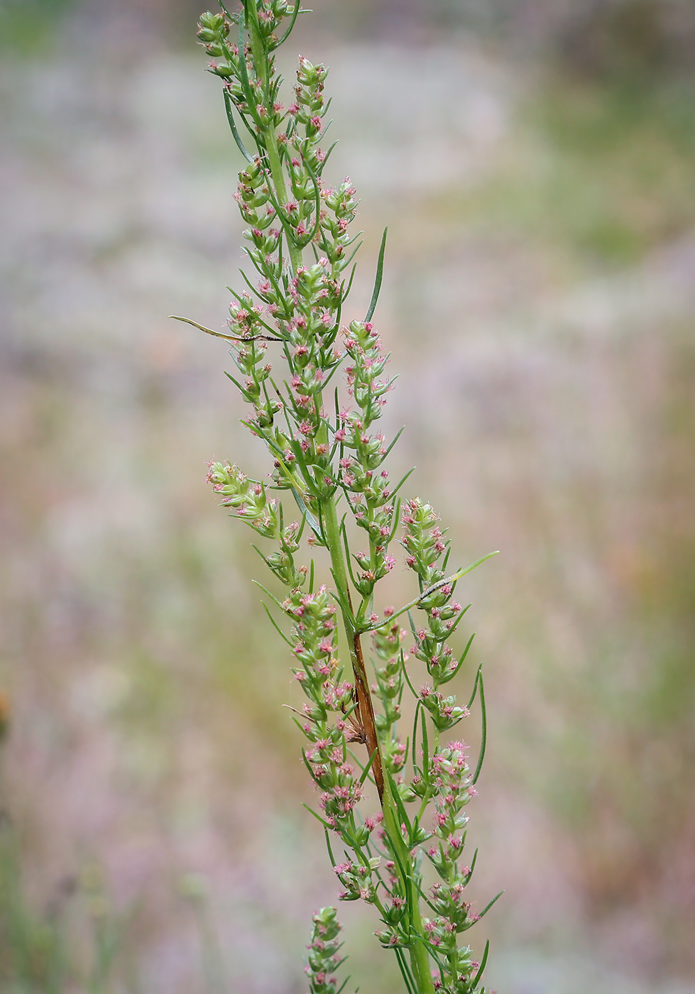 Изображение особи Artemisia commutata.