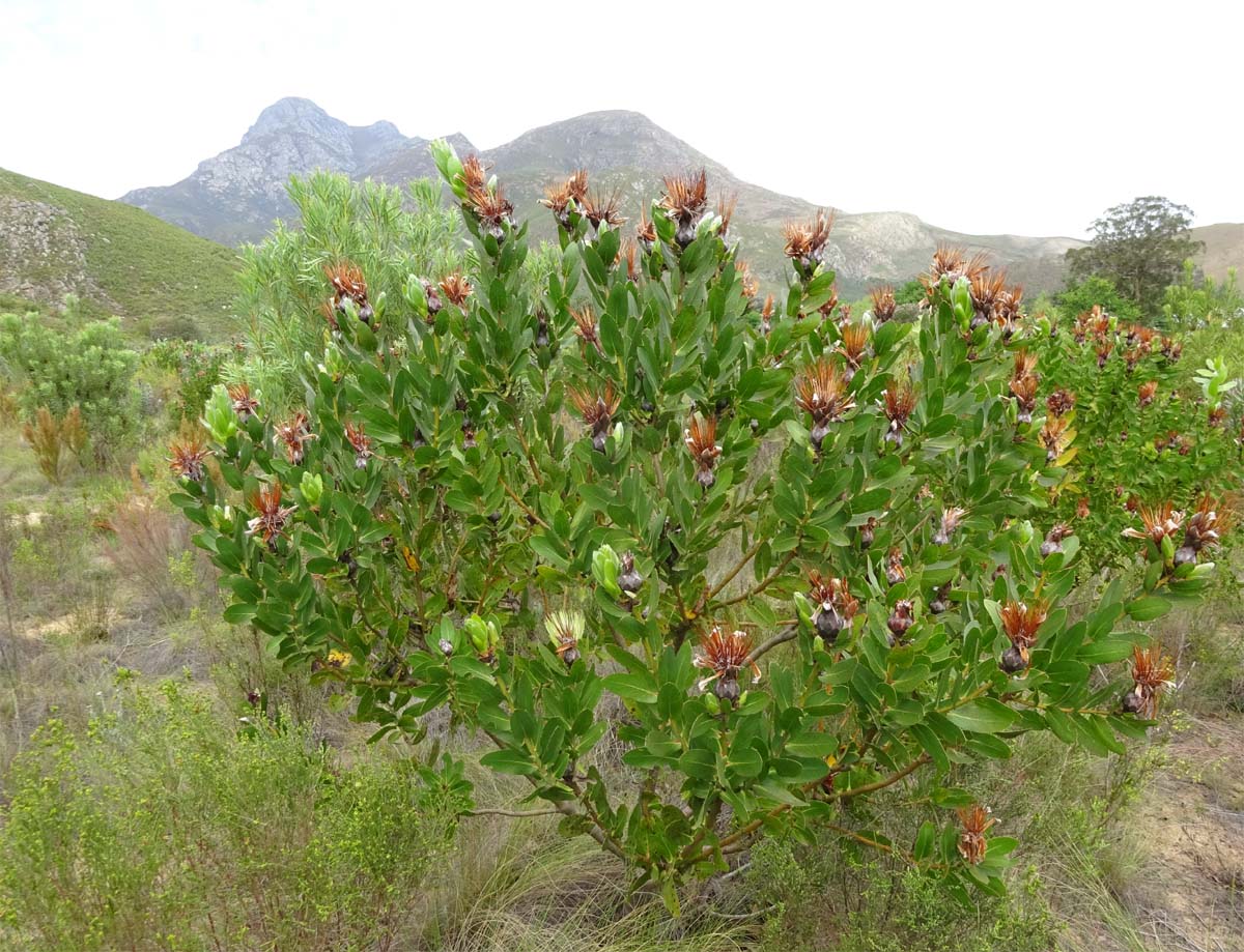 Изображение особи Protea aurea.