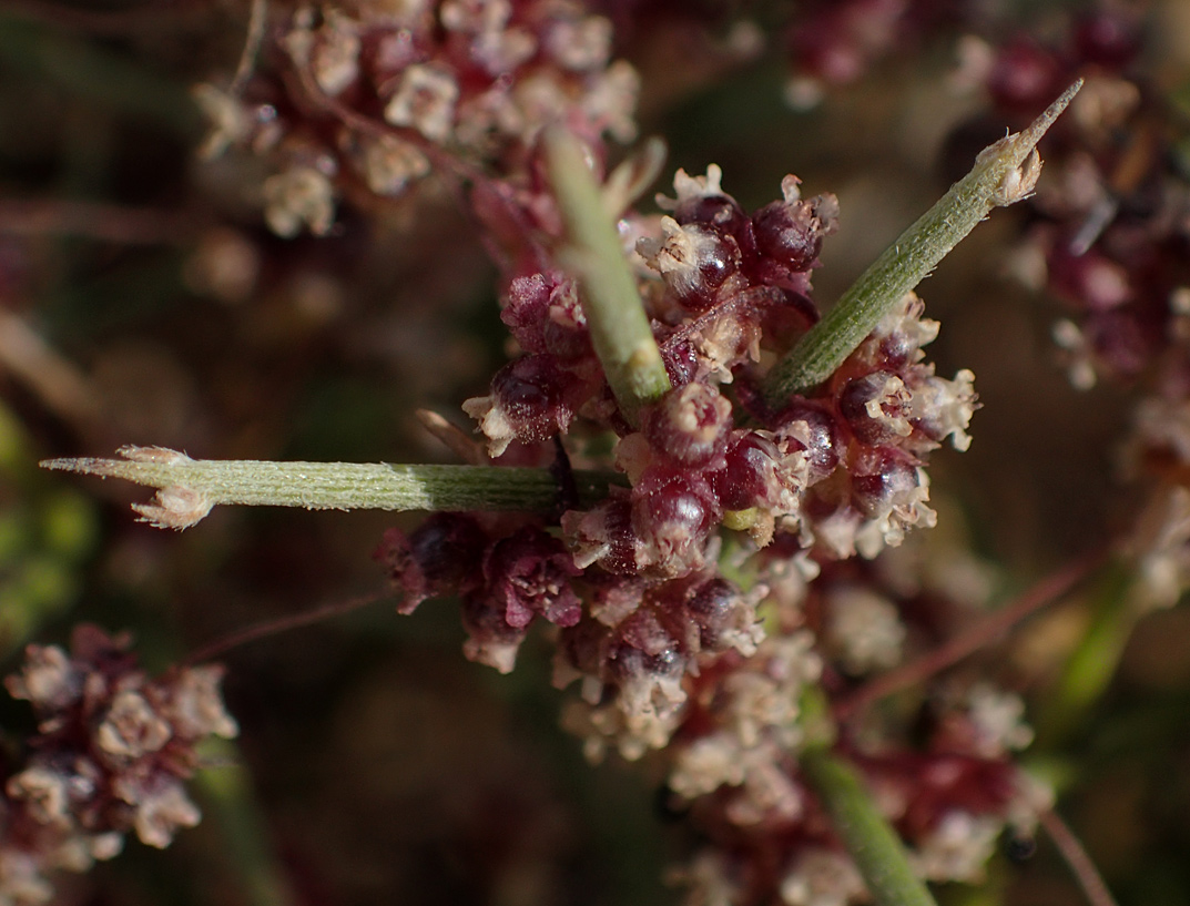 Изображение особи Cuscuta epithymum.