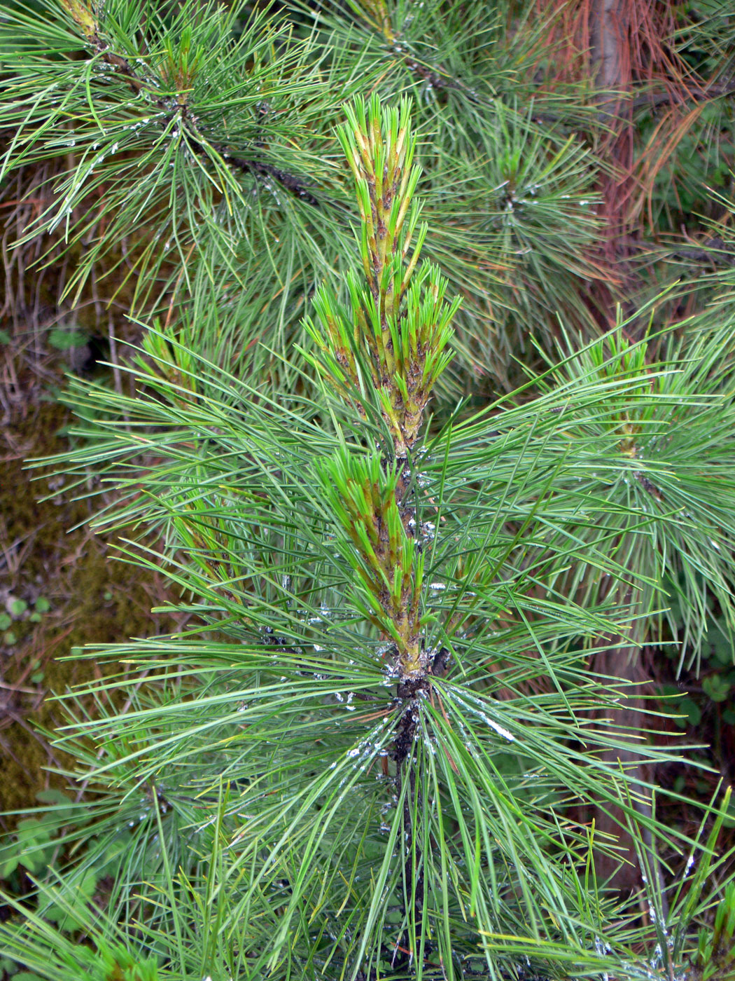 Изображение особи Pinus sibirica.