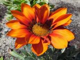 Gazania rigens. Соцветие с аномально расположенными язычковыми цветками. Марий Эл, г. Йошкар-Ола, ул. Гоголя, в культуре. 05.06.2019.