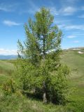 Larix sibirica