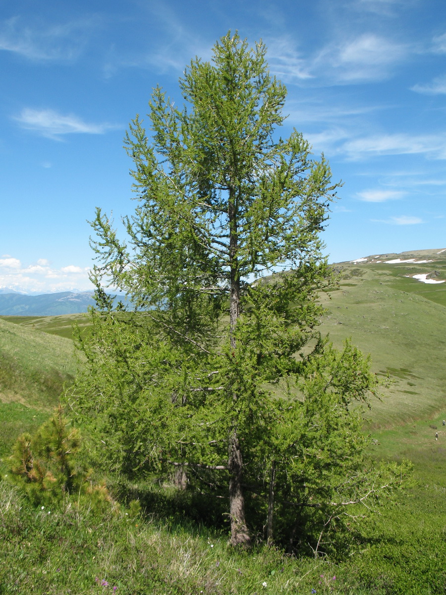 Изображение особи Larix sibirica.