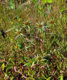 Bidens radiata