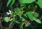 Lonicera tatarica. Верхушка цветущего и плодоносящего побега. Челябинская обл., Кизильский р-н, Богдановское сельское поселение, пос. Грязнушинский, долина р. Урал, терраса с травяно-кустарниковой растительностью. 12 июня 2019 г.