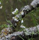 Cardamine dentata. Верхушка цветущего растения. Калужская обл., Боровский р-н, берег Чёлоховского ручья в еловом лесу. 8 июня 2020 г.