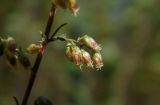 Artemisia scoparia. Соцветия. Республика Адыгея, Майкопский р-н, между г. Майкоп и пос. Краснооктябрьский, пойма р. Белая, заросли Salix и Populus, у тропинки. 20.09.2020.