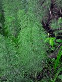 Equisetum sylvaticum