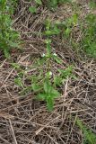 Stachys annua