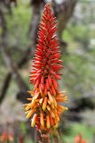 Aloe lutescens