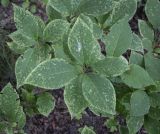 Syringa yunnanensis