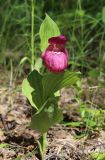 Cypripedium macranthos. Цветущее растение. Новосибирская обл., Искитимский р-н, окр. пгт Линёво, школьный заказник орхидей, берёзовый колок. 10 июня 2022 г.