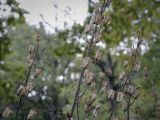 Aconitum septentrionale