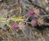 Lamyra echinocephala