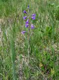 Campanula sibirica. Цветущее растение. Хакасия, Бейский р-н, окр. с. Верх-Киндирла, степь. 12.06.2022.