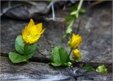 Lysimachia nummularia