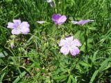 Geranium laetum. Верхушка цветущего растения. Восточный Казахстан, Южный Алтай, хр. Сарымсакты, сев. сторона пер. Бурхат, ≈ 1700 м н.у.м., лужайка в поясе хвойного леса с преобладанием Pinus sibirica. 23 июня 2023 г.