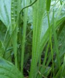 Plantago urvillei