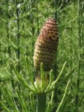 Equisetum fluviatile