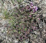 Thymus subarcticus. Цветущее растение. Карелия, Ладожское озеро, о-в Валаам. 22.06.2012.