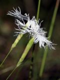 Dianthus borussicus. Цветки. Ленинградская обл., Лужский р-н, 136 км шоссе М-20, сухой сосняк. 30.06.2012.