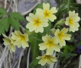 Primula elatior