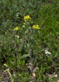 Alyssum hirsutum