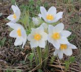 Pulsatilla multifida