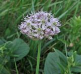 Allium quercetorum