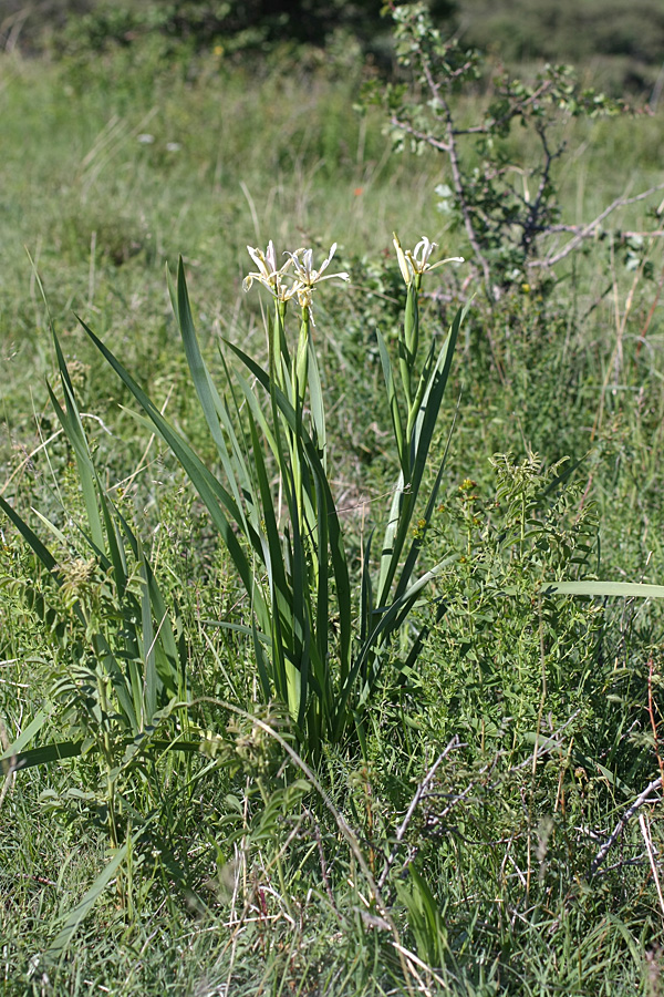 Изображение особи Iris sogdiana.