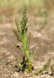 Salicornia europaea. Цветущее(?) растение. Архангельская обл., Приморский р-н, окр. дер. Солза, побережье Белого моря. 08.07.2013.