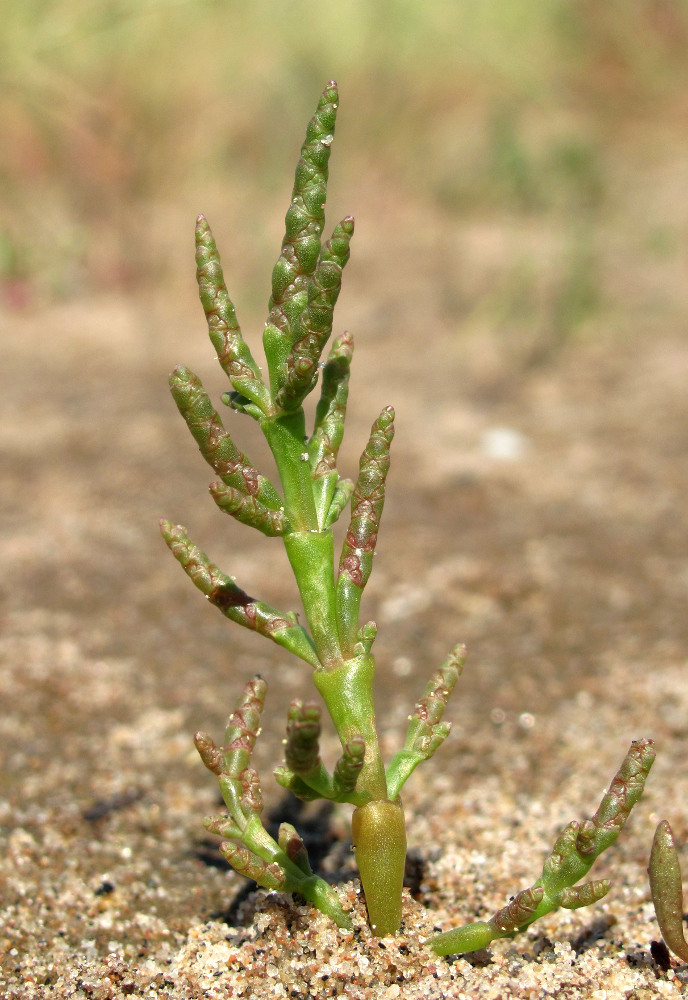 Изображение особи Salicornia europaea.