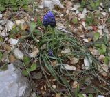 Muscari neglectum