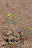 Meniocus linifolius. Цветущее растение. Южный Казахстан, левобережье Сыр-Дарьи выше Сюткента. 30.03.2014.