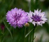 Centaurea cyanus