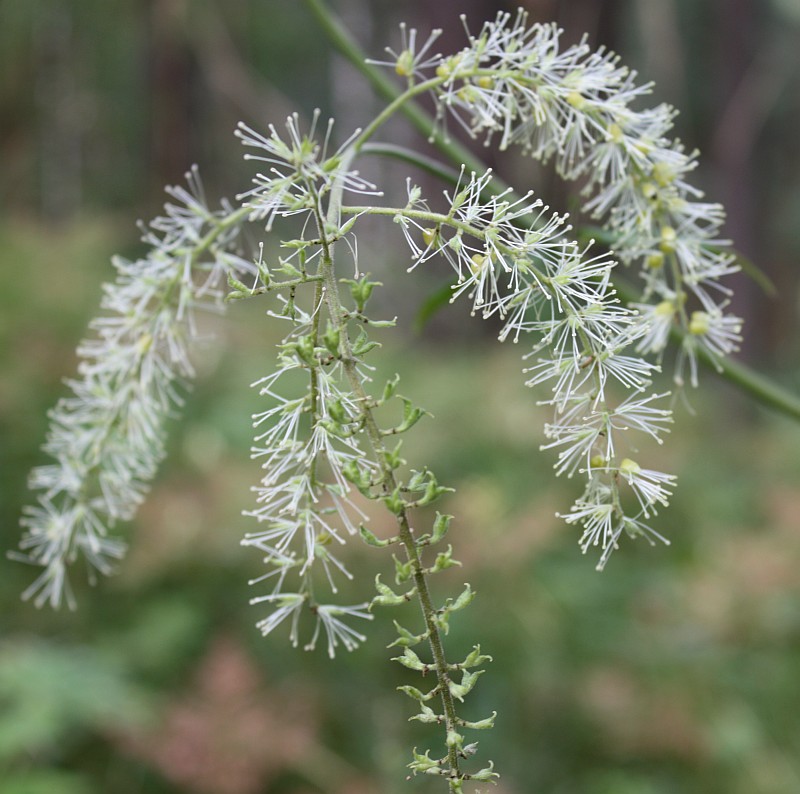 Изображение особи Cimicifuga foetida.