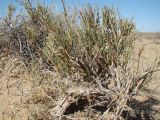 Ephedra intermedia