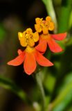 Asclepias curassavica