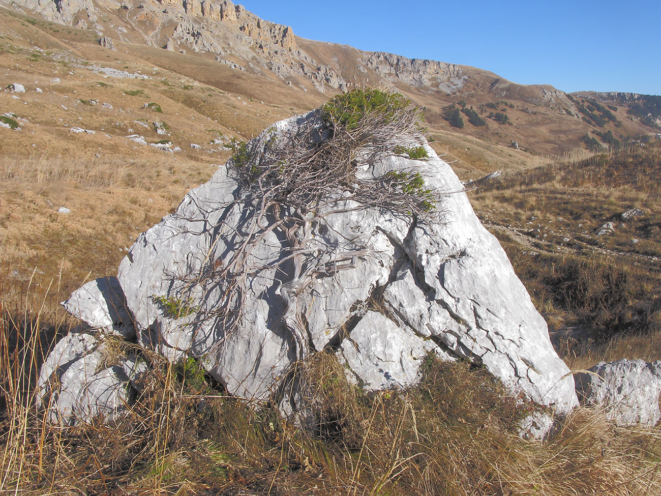 Изображение особи Juniperus hemisphaerica.